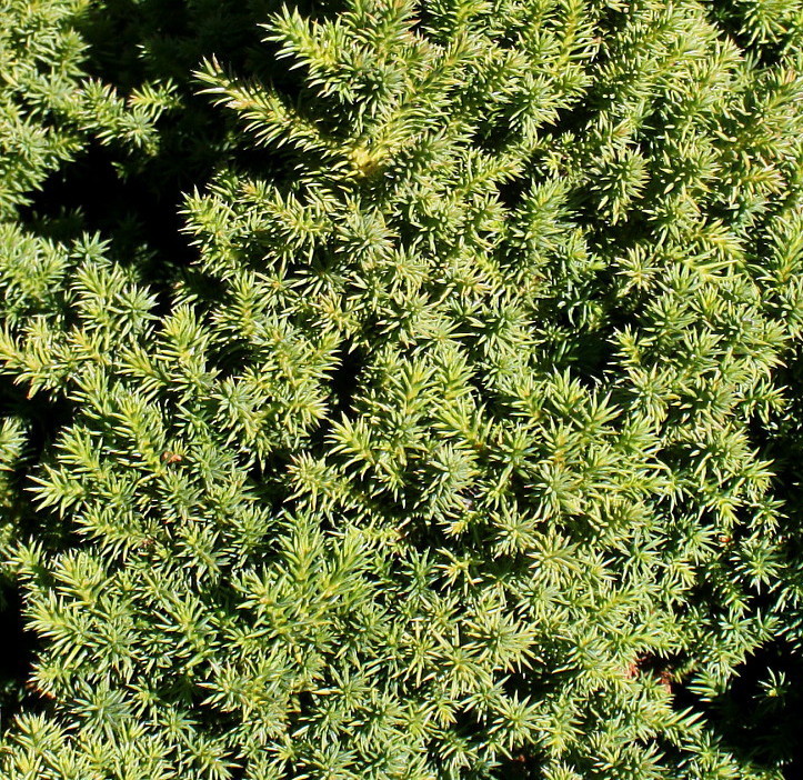 Изображение особи Cryptomeria japonica.