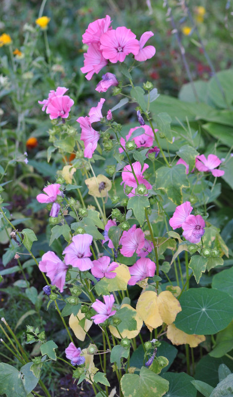 Image of Malva trimestris specimen.