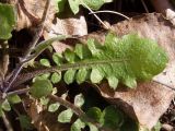 Arabidopsis arenosa