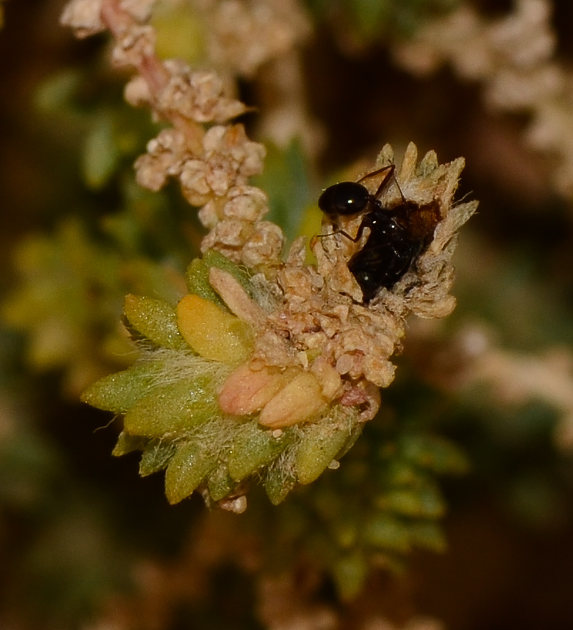 Image of Salsola imbricata specimen.