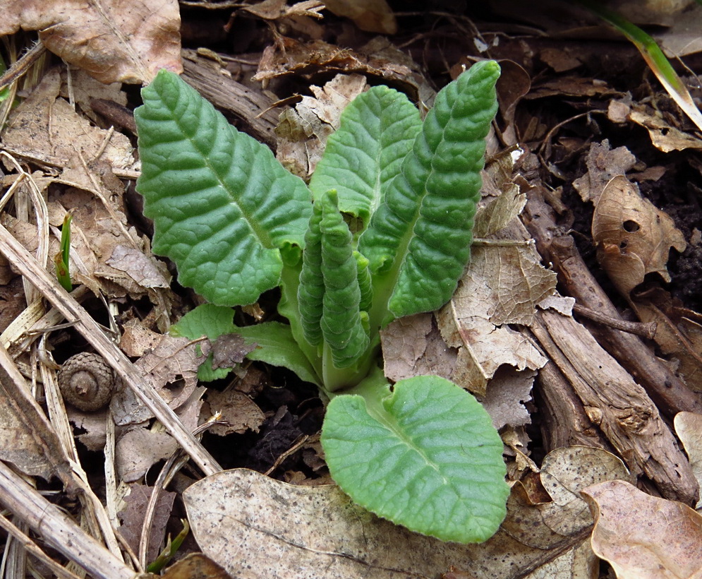 Image of Primula veris specimen.