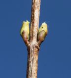 genus Viburnum. Средняя часть побега с распускающимися почками. Германия, г. Дюссельдорф, Ботанический сад университета. 13.03.2014.