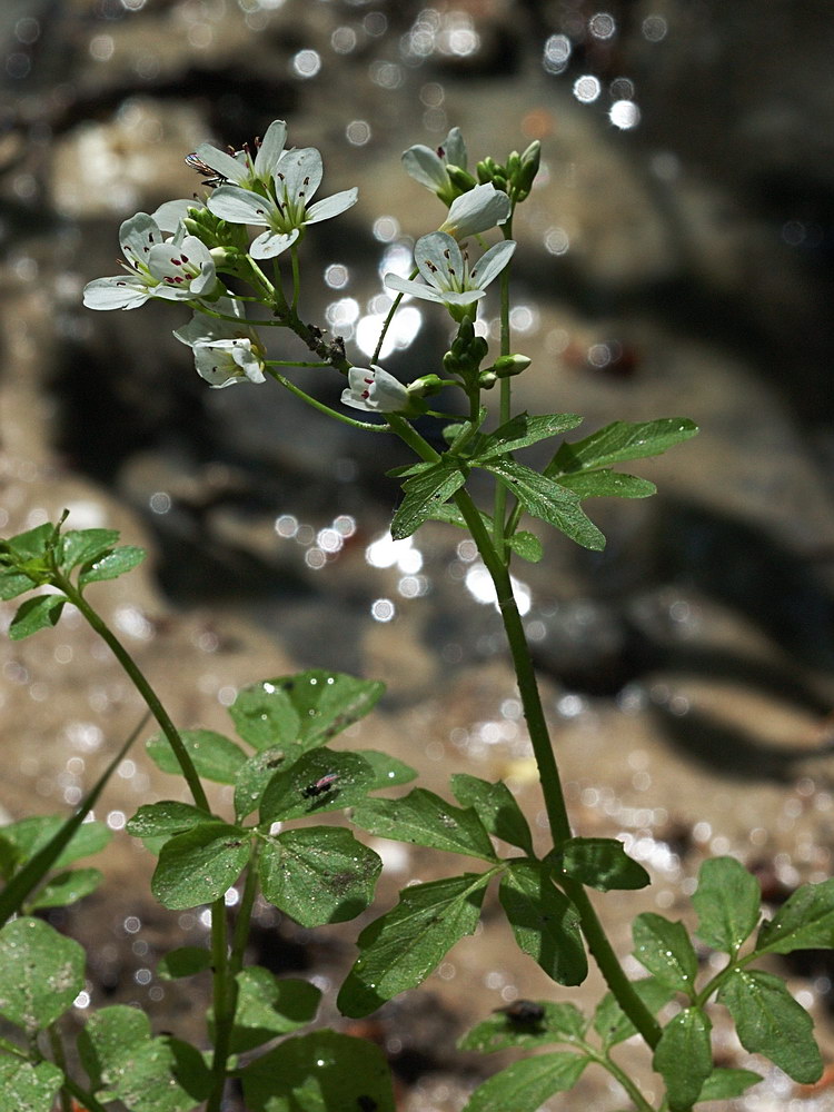 Изображение особи Cardamine amara.