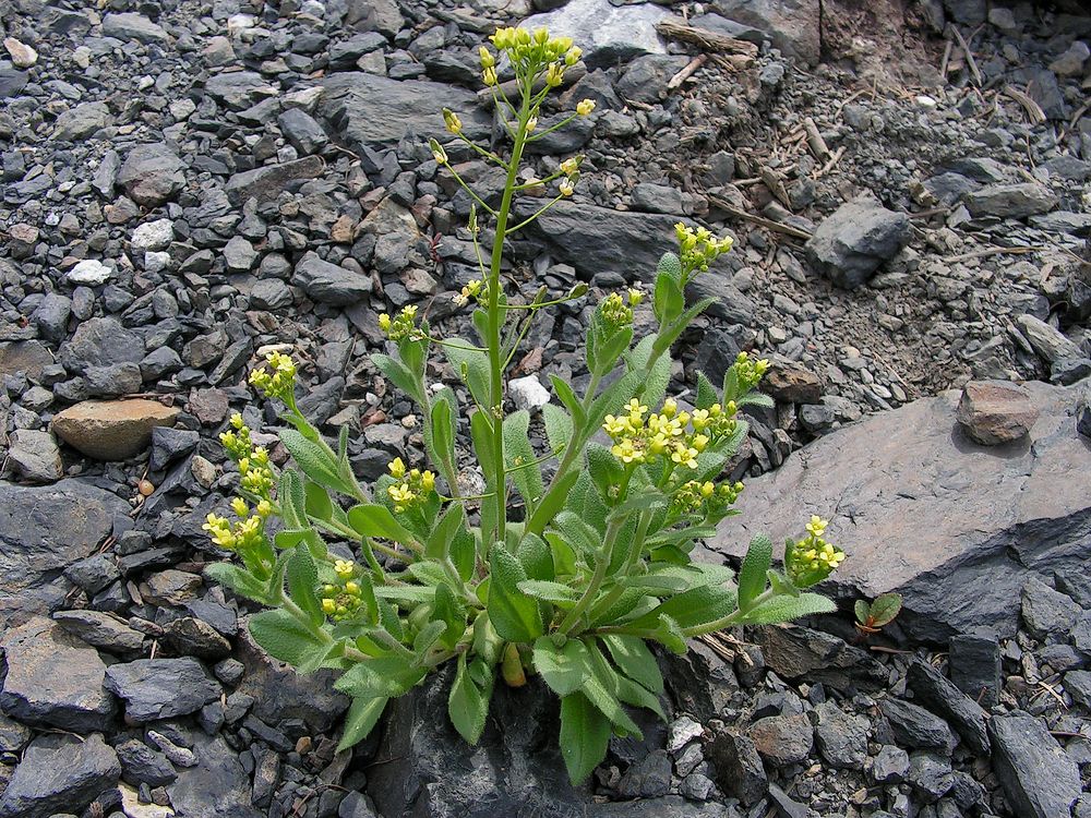 Image of Draba nemorosa specimen.