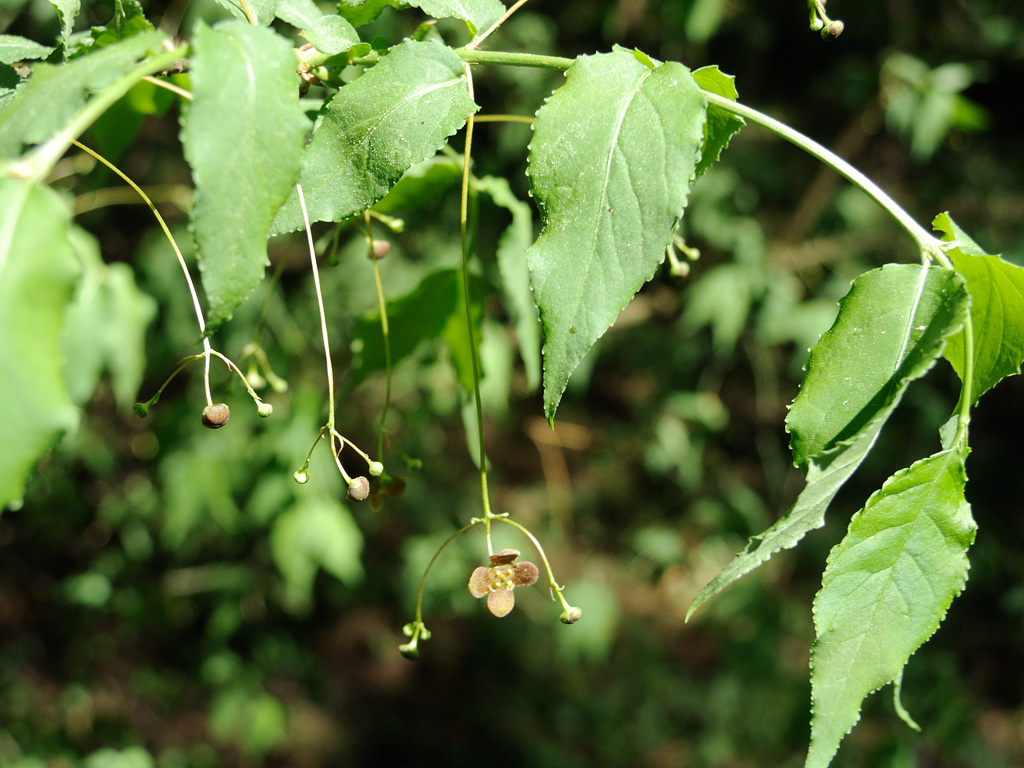 Изображение особи Euonymus verrucosus.