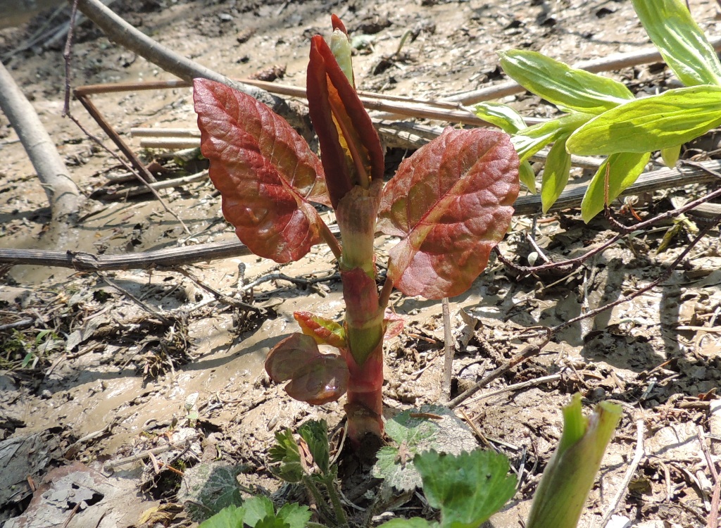 Изображение особи Reynoutria sachalinensis.