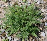 Mutellina adonidifolia. Вегетирующее растение. Германия, г. Дюссельдорф, Ботанический сад университета. 04.05.2014.
