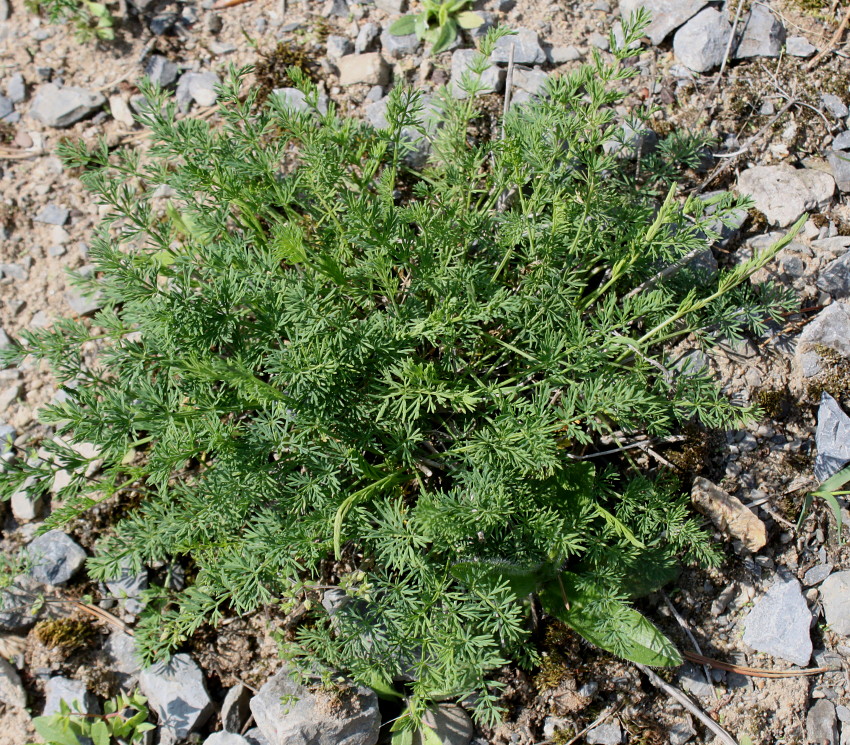 Image of Mutellina adonidifolia specimen.