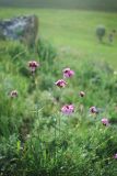 Dianthus andrzejowskianus