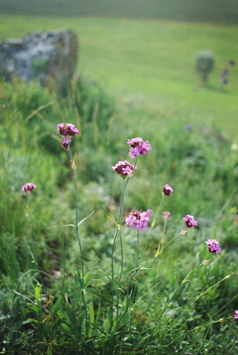 Image of Dianthus andrzejowskianus specimen.