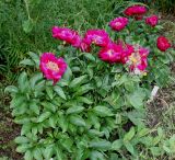 Paeonia lactiflora. Цветущее растение ('Cuckoos's Nest'). Германия, г. Дюссельдорф, Ботанический сад университета. 02.06.2014.