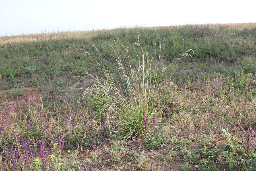 Изображение особи Festuca regeliana.