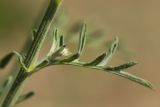 Centaurea salonitana