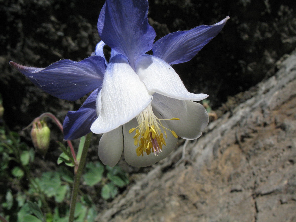 Изображение особи Aquilegia vitalii.