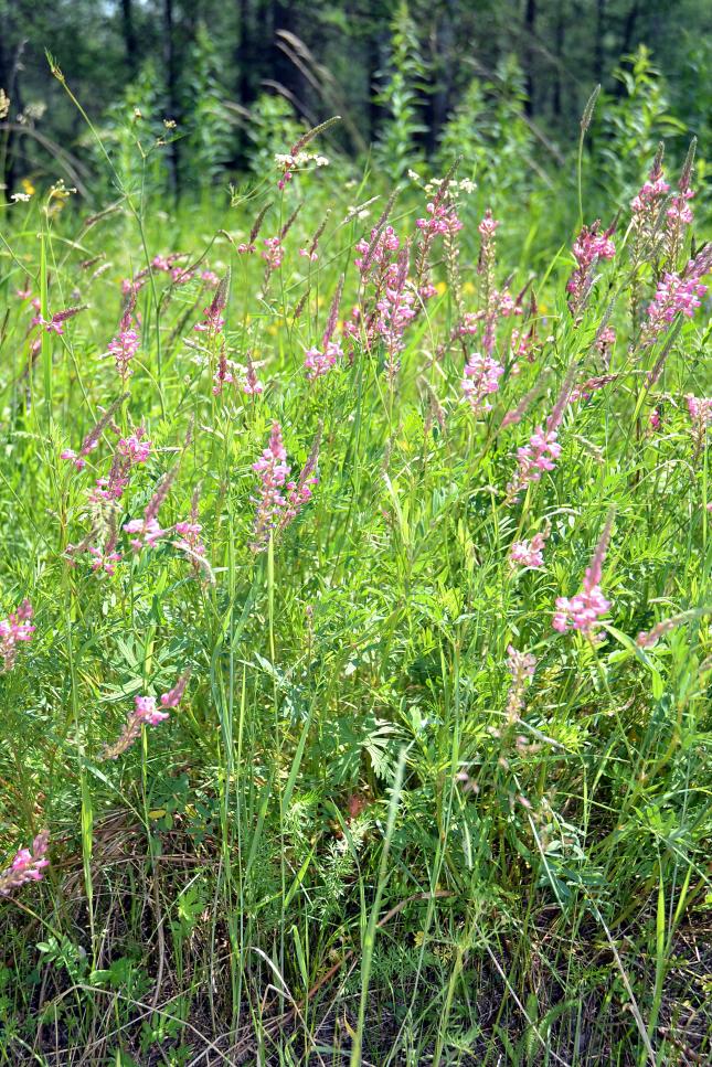 Изображение особи Onobrychis arenaria.