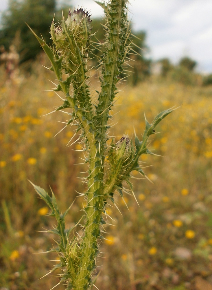 Image of Carduus acanthoides specimen.