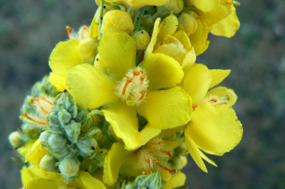 Image of genus Verbascum specimen.