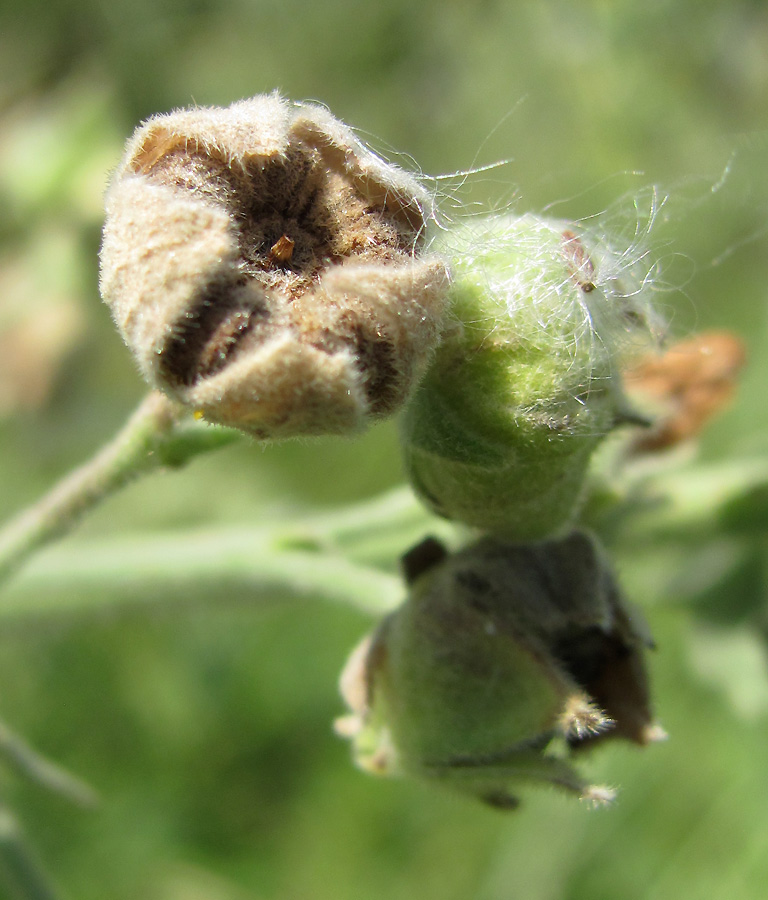 Image of Althaea armeniaca specimen.