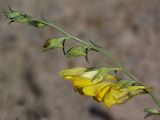 Linaria genistifolia. Верхушка соцветия. Украина, Одесская обл., берег Днестровского лимана. 15 августа 2014 г.