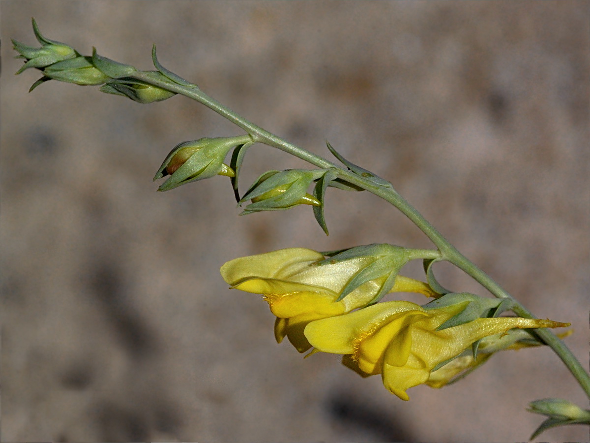 Изображение особи Linaria genistifolia.