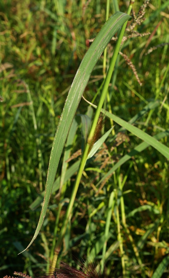 Image of Echinochloa caudata specimen.