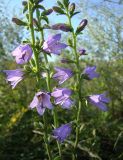 Campanula bononiensis