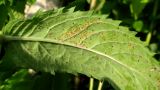 Mentha longifolia