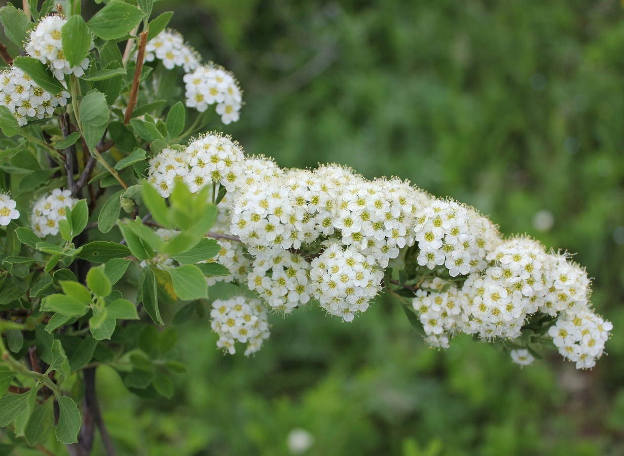 Изображение особи Spiraea crenata.