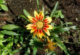 Gazania rigens. Цветущее растение. Латвия, Рига, Ботанический сад Латвийского университета, участок непрерывного цветения. 01.08.2014.