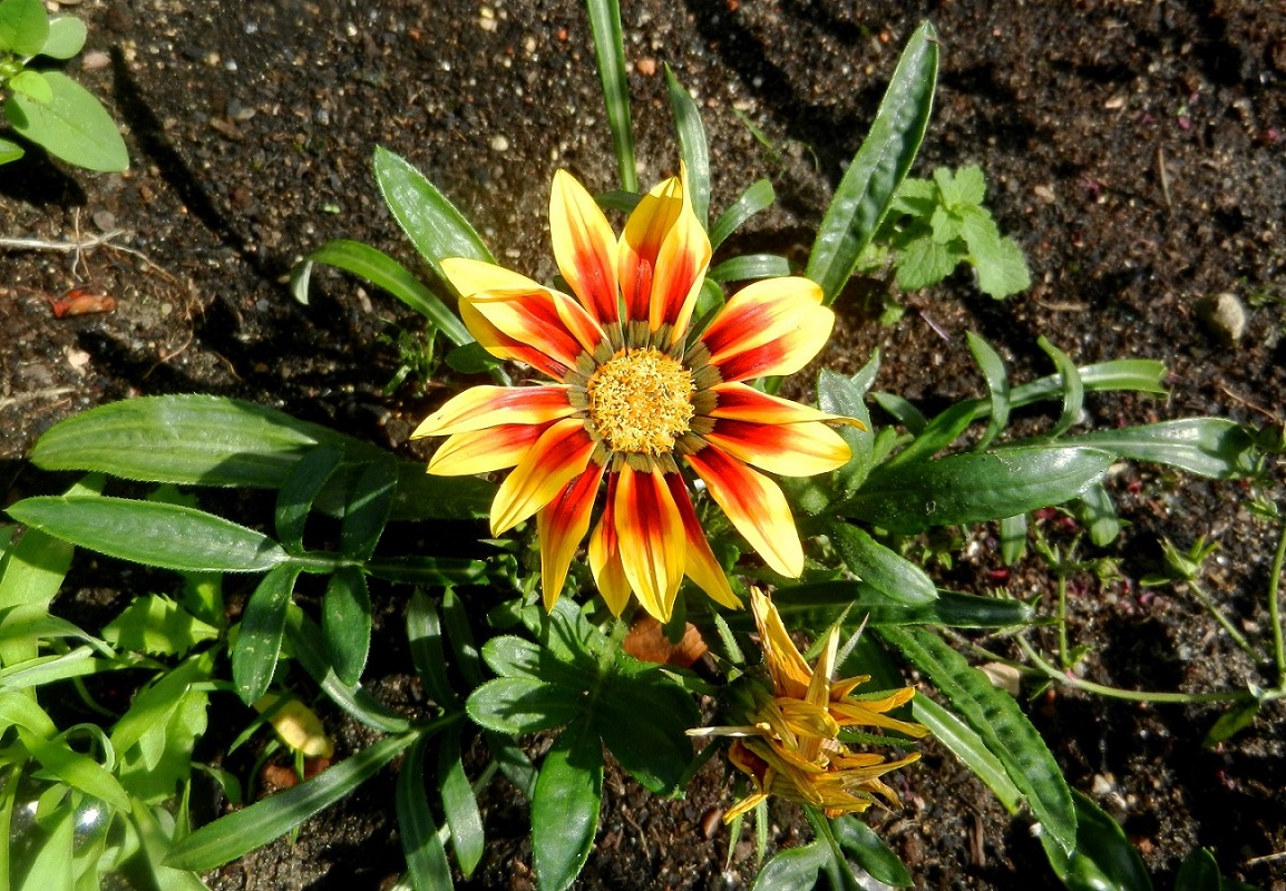 Изображение особи Gazania rigens.