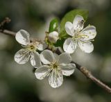 Cerasus vulgaris. Бутон и цветки с сидящей мухой. Московская обл., Раменский р-н, окр. дер. Хрипань, садовый участок. 14.05.2014.