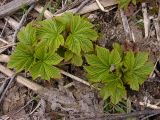 Filipendula camtschatica