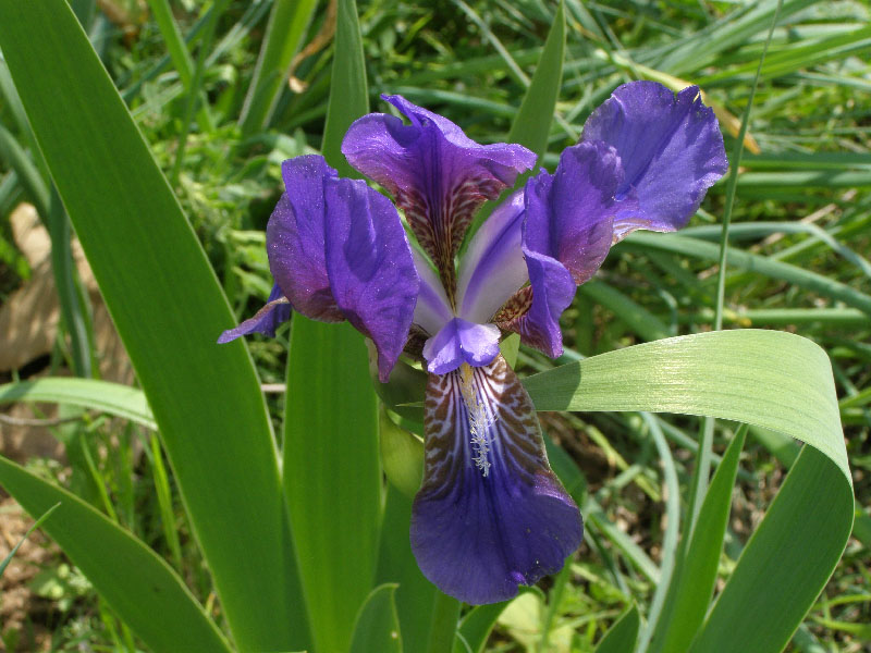 Image of Iris alberti specimen.
