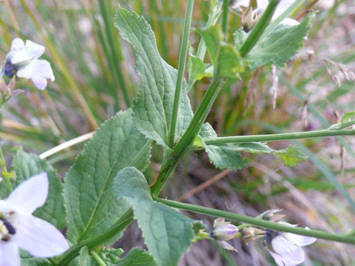 Image of Gadellia lactiflora specimen.