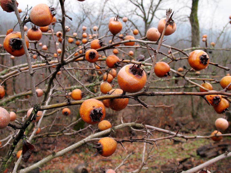 Image of Mespilus germanica specimen.