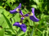 Iris setosa