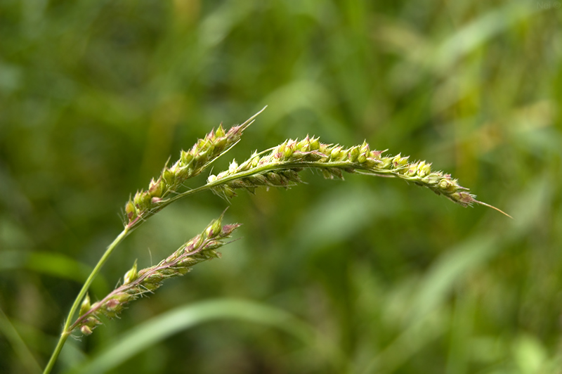 Изображение особи Echinochloa crus-galli.