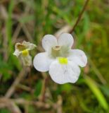 Pinguicula alpina