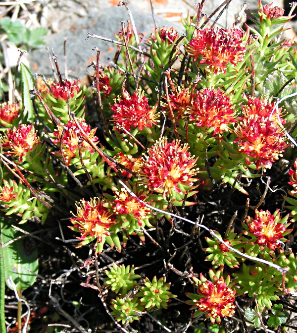 Изображение особи Rhodiola quadrifida.