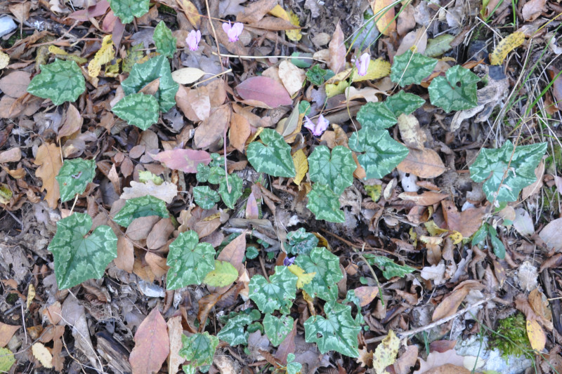 Image of Cyclamen hederifolium specimen.