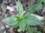 Mercurialis annua. Верхушка цветущего растения. Крым, Симферополь. 2 ноября 2008 г.