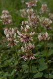 Trifolium repens