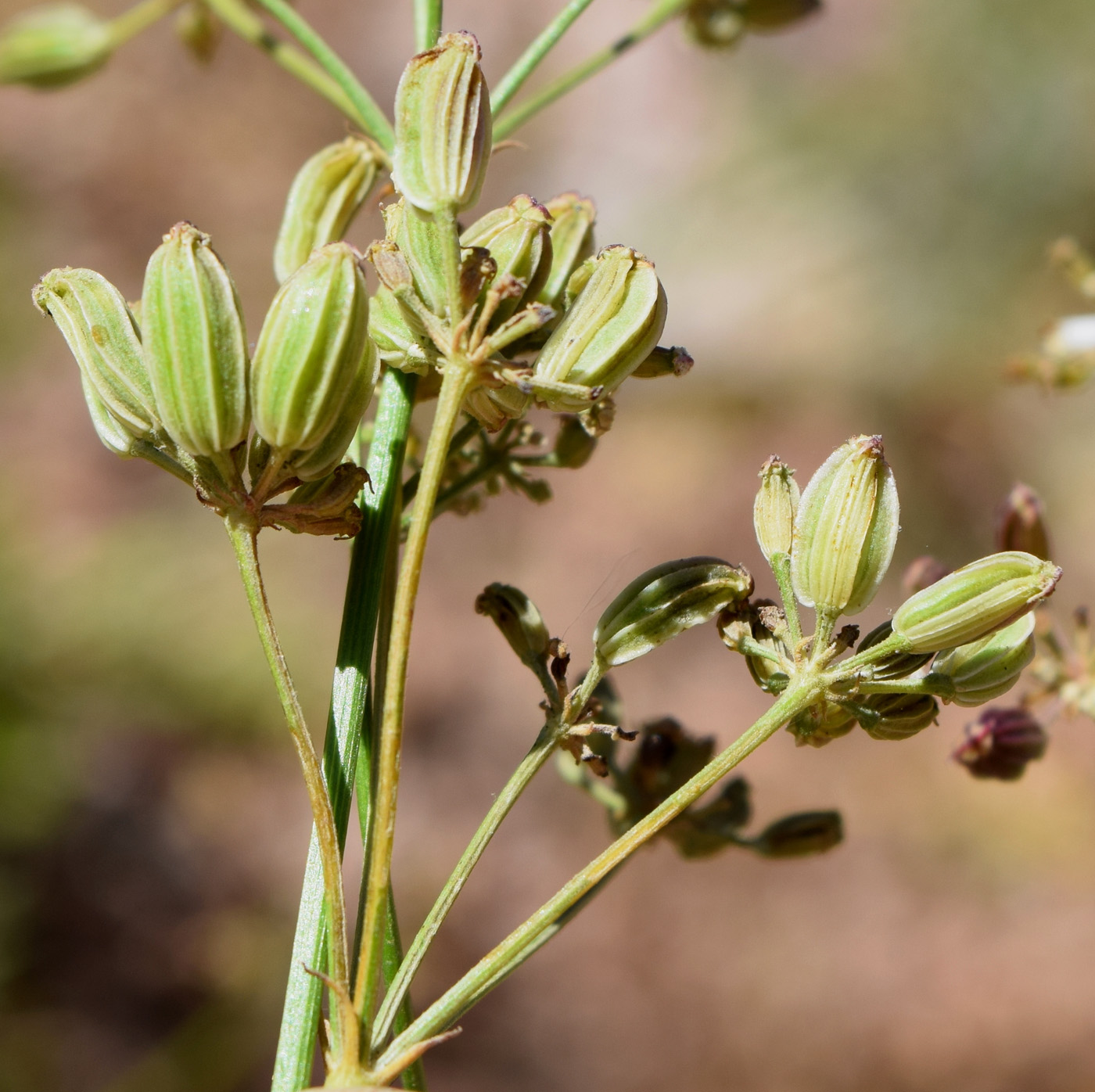 Изображение особи Sphaenolobium tianschanicum.