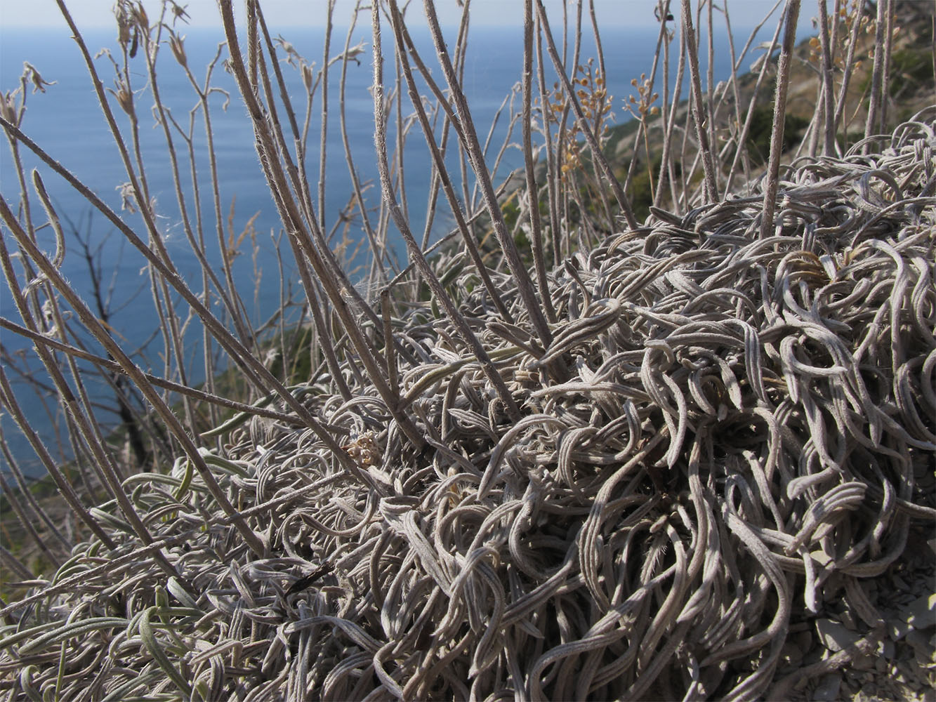 Image of Onosma taurica specimen.