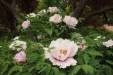 Paeonia suffruticosa. Верхушки цветущих растений. Крым, г. Симферополь, ботсад университета. 16.05.2015.