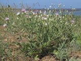 Klasea erucifolia. Цветущее растение. Западный Крым, южный берег оз. Кызыл-Яр. 10 июня 2015 г.