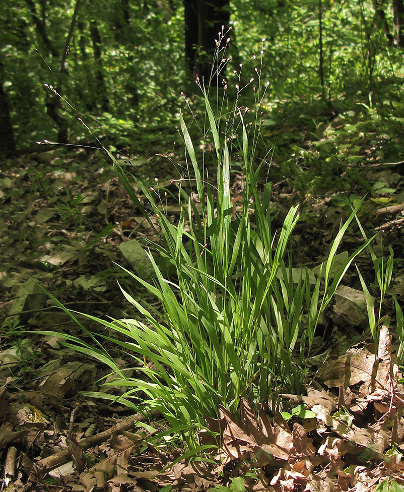 Image of Melica uniflora specimen.