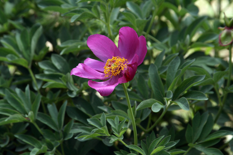 Image of Paeonia officinalis ssp. microcarpa specimen.