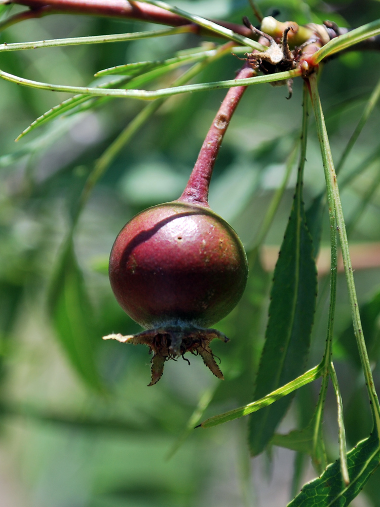 Image of Pyrus regelii specimen.