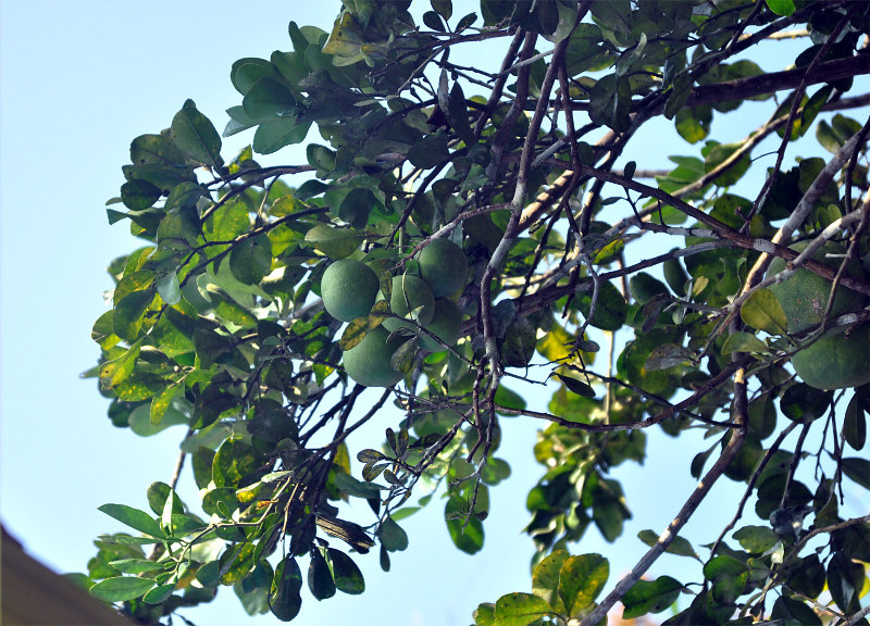 Image of Citrus maxima specimen.